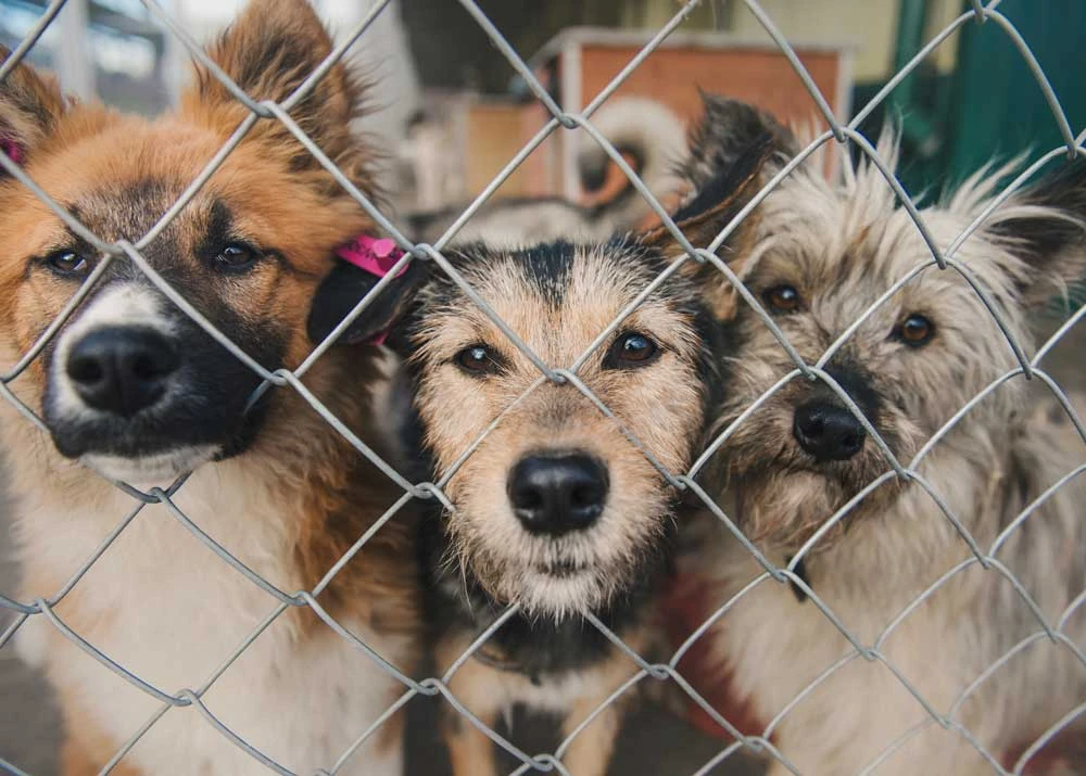 Support an animal shelter in Estonia